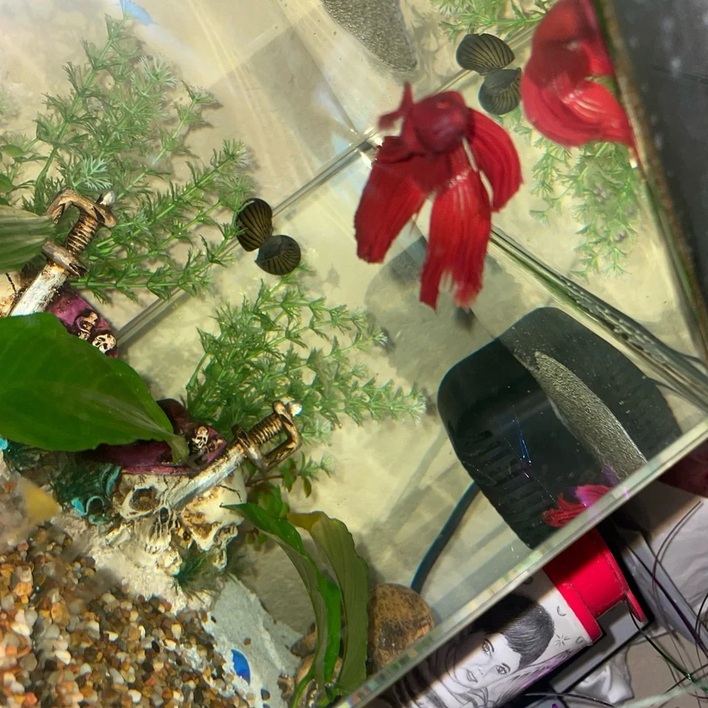 Fish tank